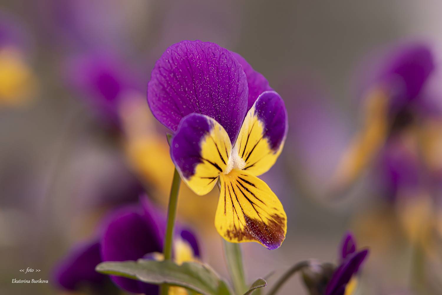 , Бурикова Екатерина