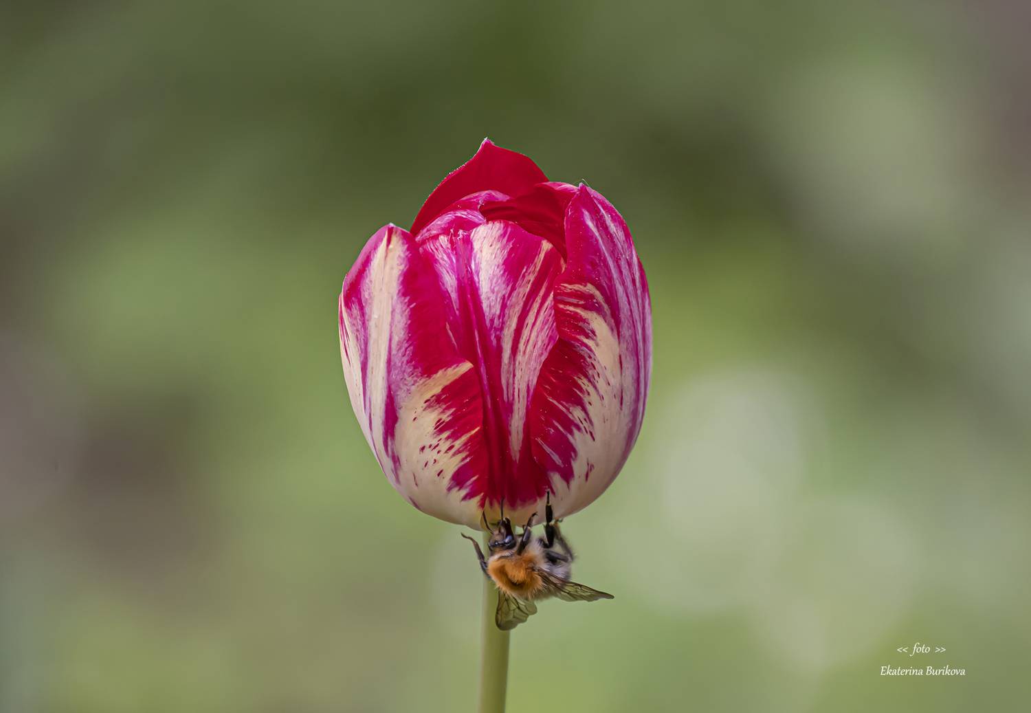 , Бурикова Екатерина