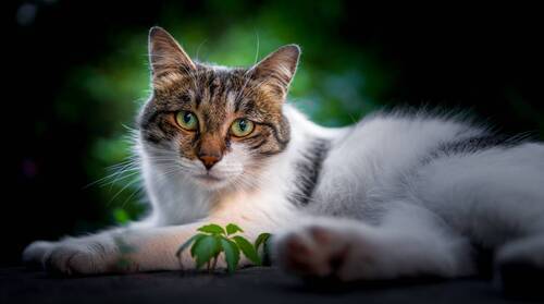 Stray cat