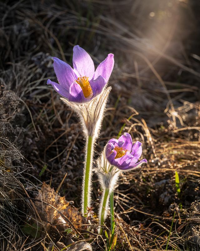первоцвет, прострел, цветок, урал Твоего луча свет фото превью