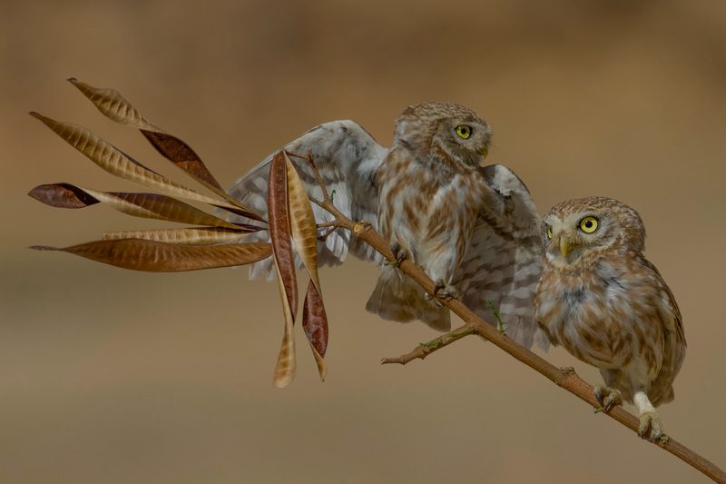 Little owls 