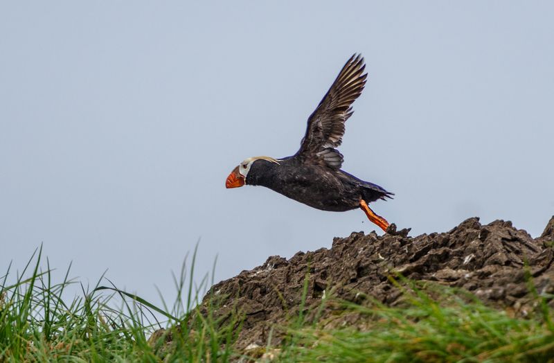 Топорок фото превью