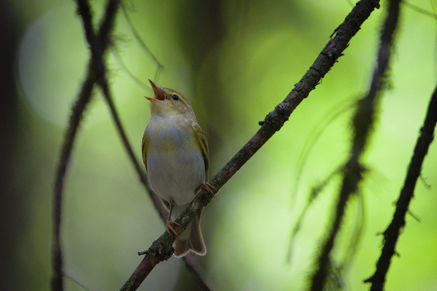 , Лажанский Руфат