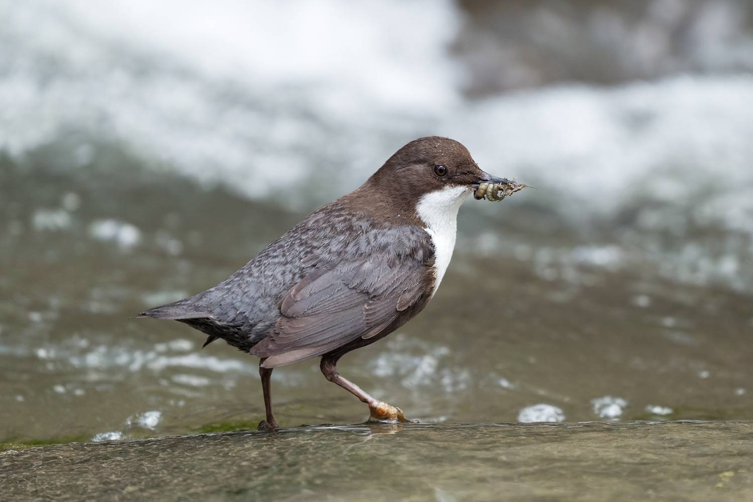 река., вода., птица., оляпка., корм., Александр Смолкин