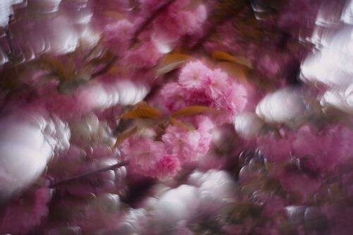 Иллюзорные сны розовеющей сакуры.