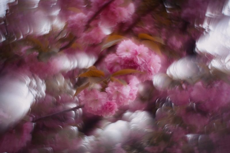 весна, природа, цветение, цвет, атмосфера, город, городское, аллея, сакура, вишня, розовое,красота, красота природы, аллея, керченская весна, крымская весна, мануальное, мануальная оптика, винтажная оптика, эксперимент, экспериментальное, petzval mode, ге Иллюзорные сны розовеющей сакуры. фото превью