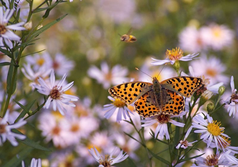 Перламутровка фото превью