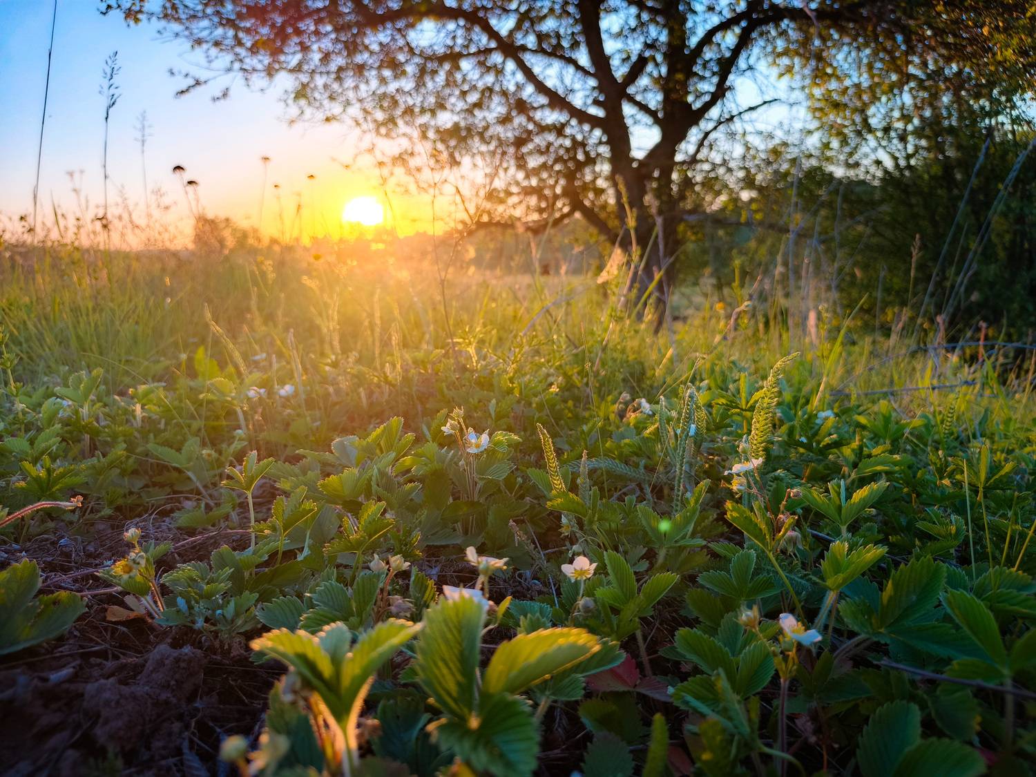 , Кондрашова Светлана
