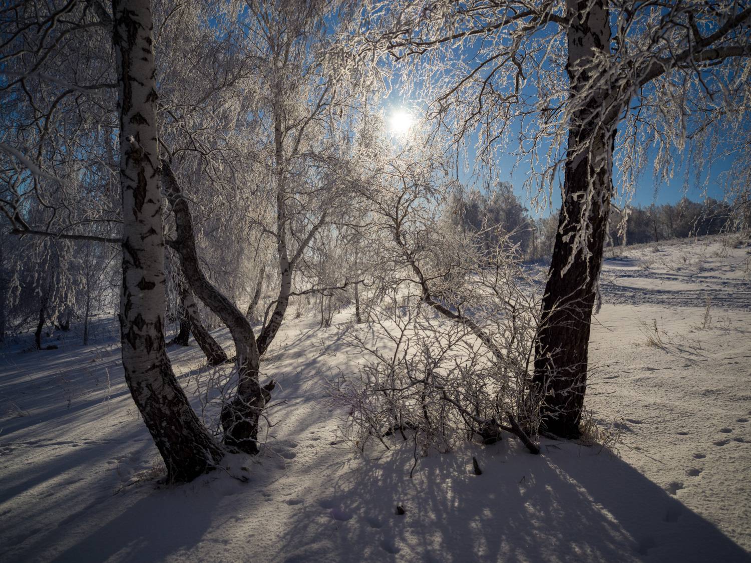 , Шустиков Дмитрий