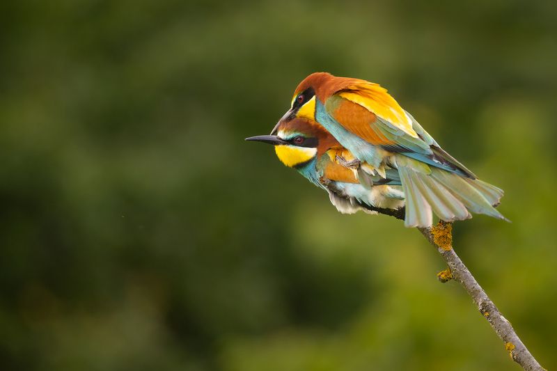 Love фото превью