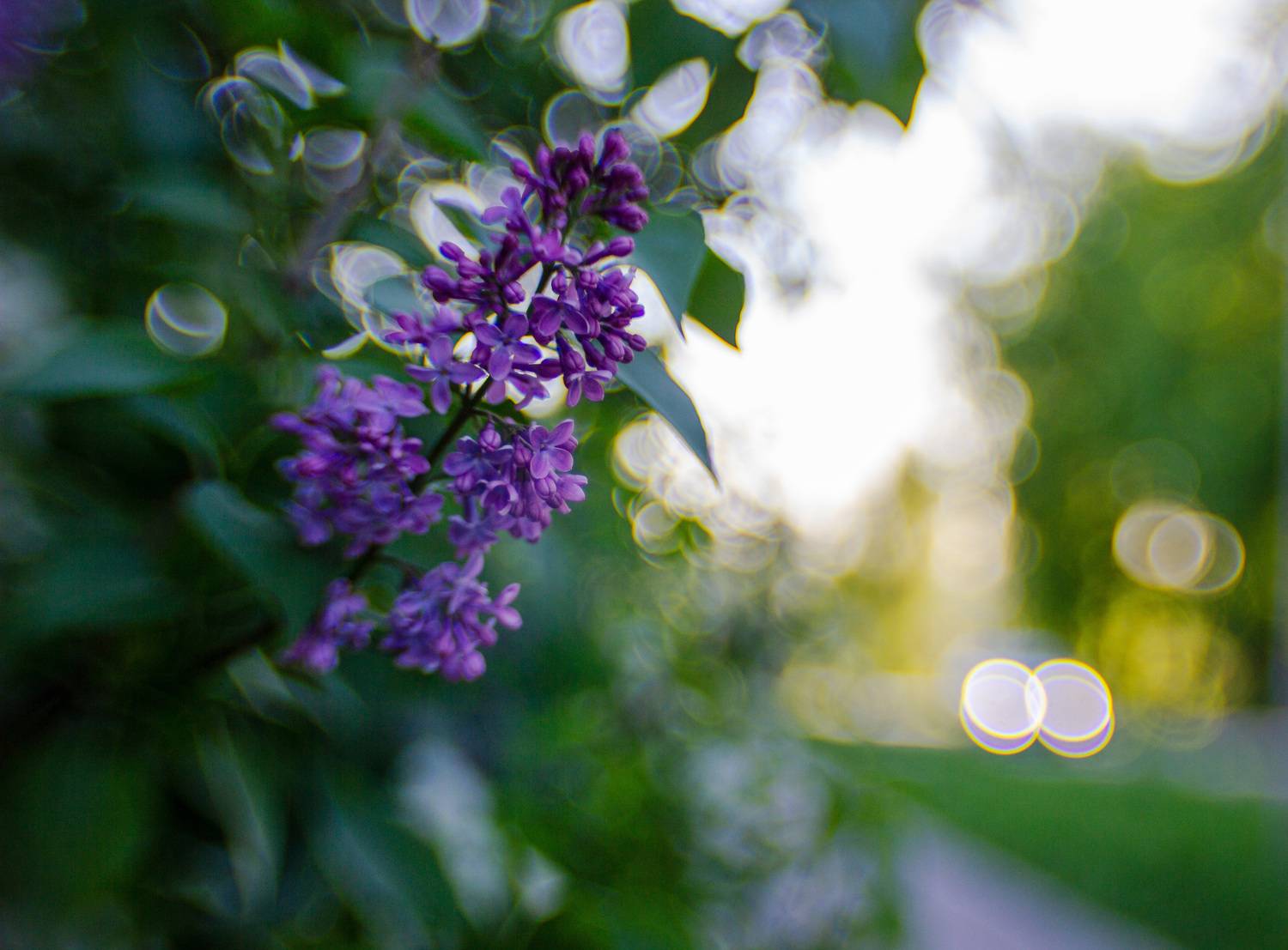 , Лофицкая Лариса