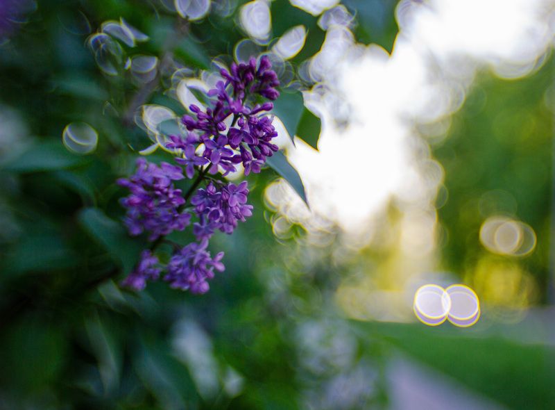 Майское утро фото превью