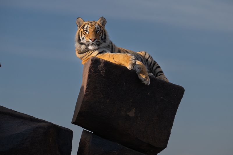 бенгальский тигр, африка, юар Царь горы фото превью