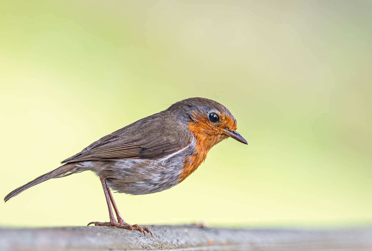 , Курлянцев Алексей