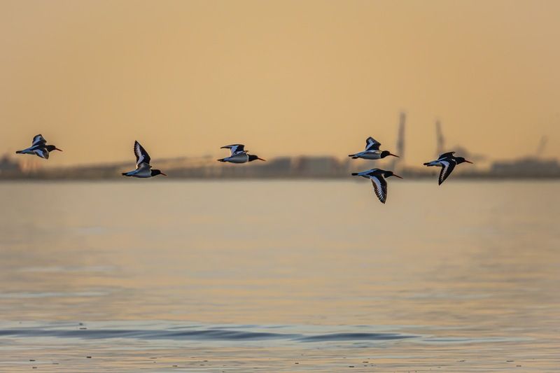 кулик-сорока, кулик сорока, кулик, птицы, финский залив Кулики-сороки фото превью