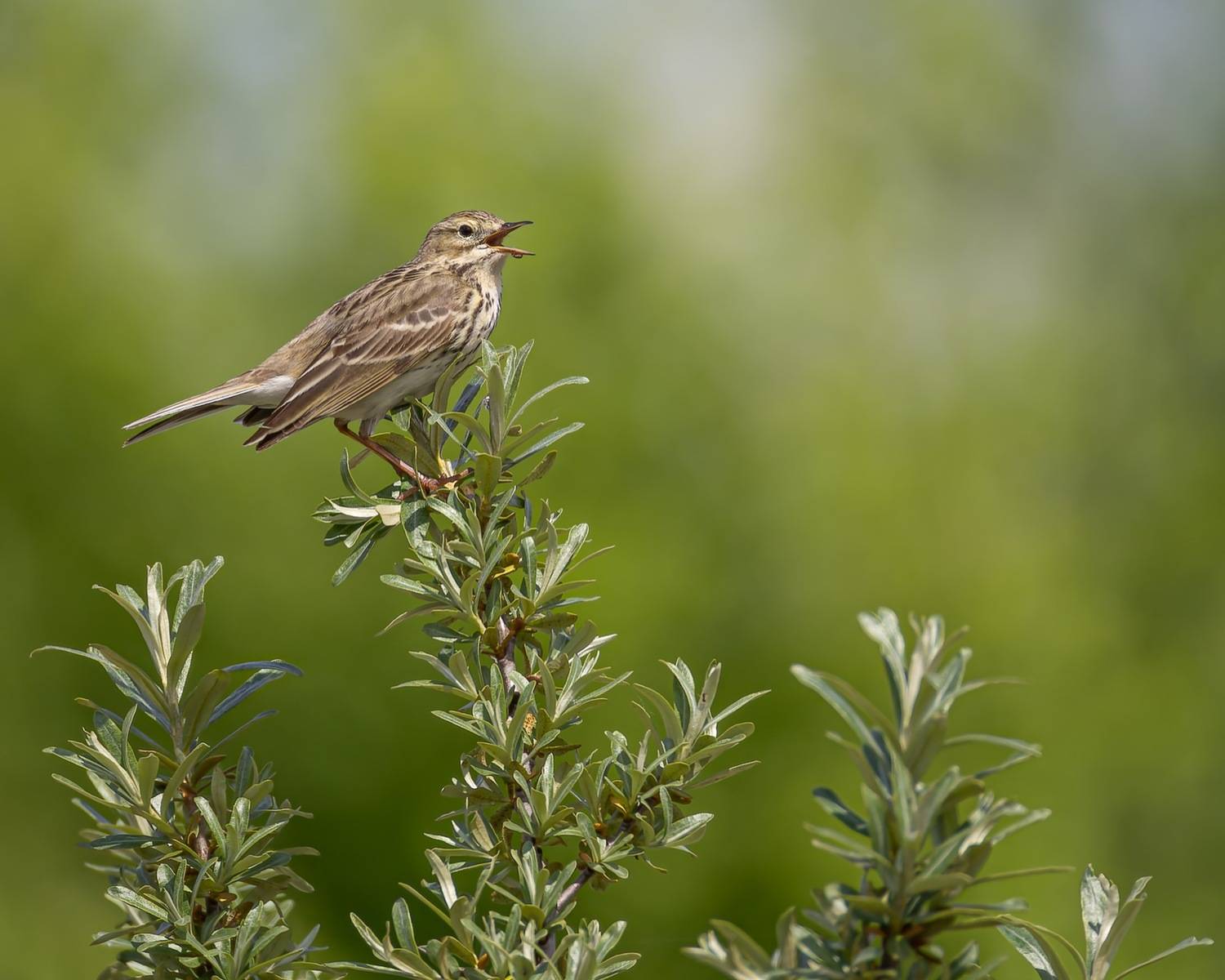 полевой конек, конек, птицы, Руслан Pl