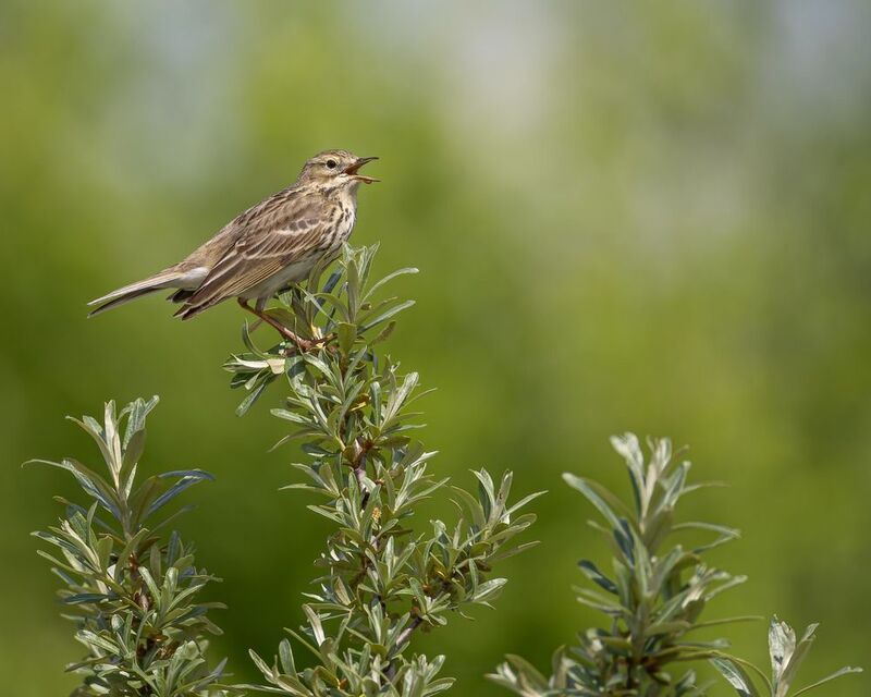 полевой конек, конек, птицы Полевой конек фото превью
