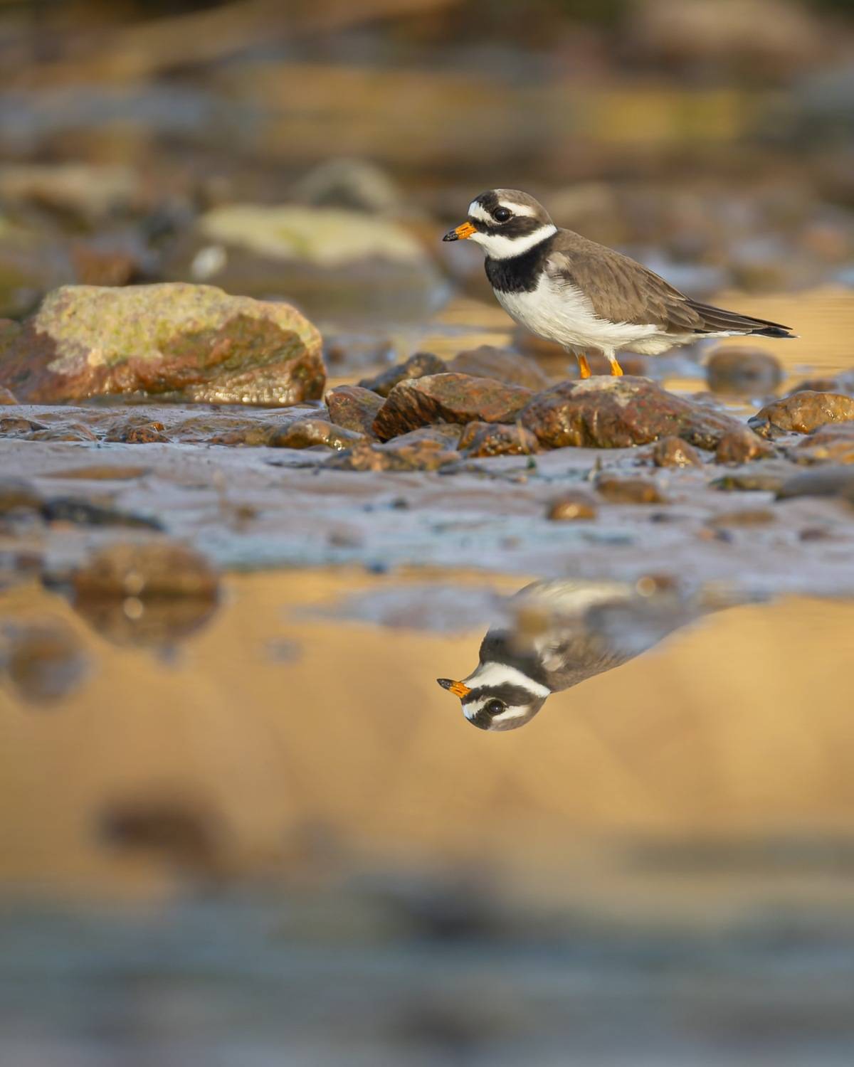 галстучник, кулик, отражение, птицы, Руслан Pl