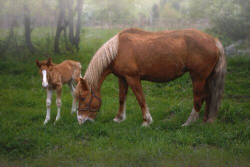 Первый день в жизни Жеребёнка