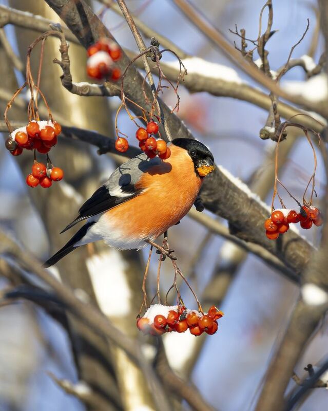 Снегирь, рябина, птицы Снегирь фото превью