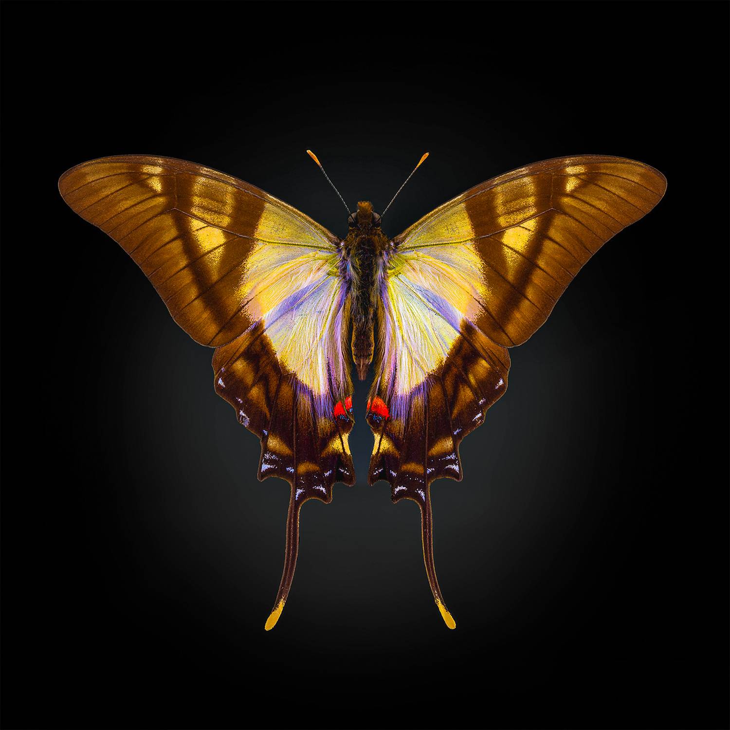 eurytides serville, lepidoptera, papilionidae, Kavaliauskas Eugenijus