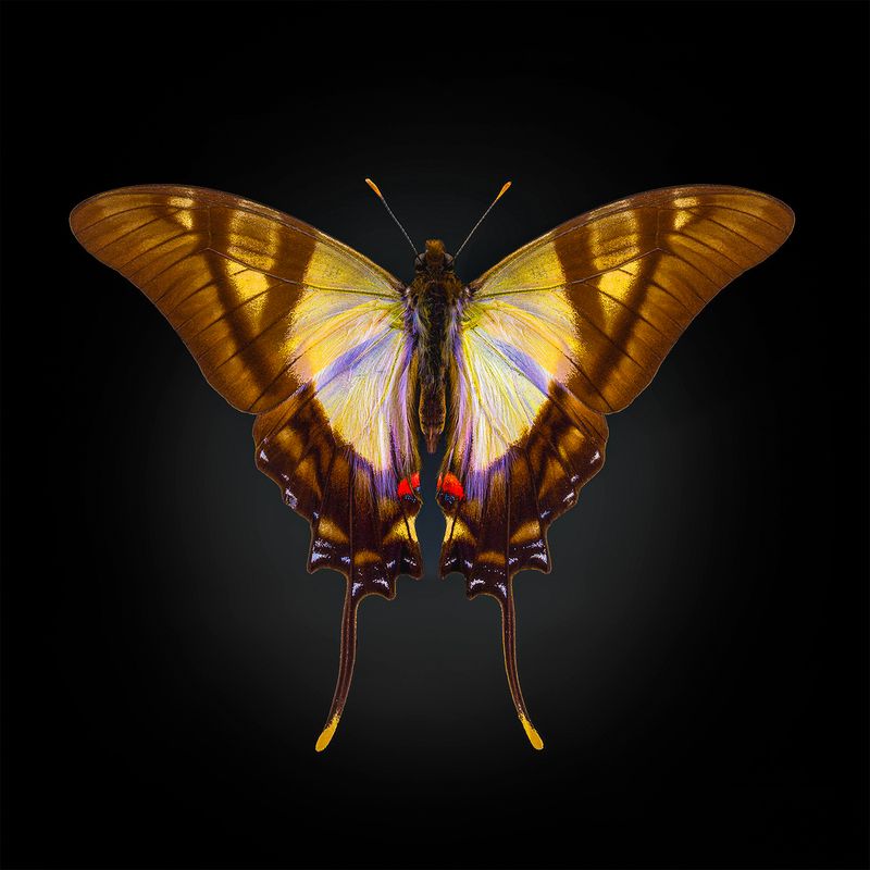 eurytides serville, lepidoptera, papilionidae Парусник фото превью