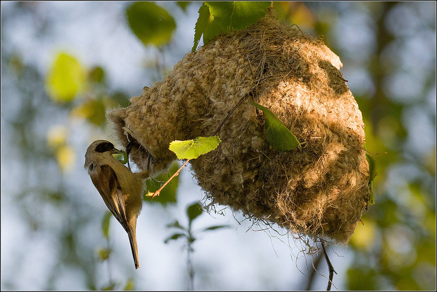 москва, май, парк, птица, АНАТОЛИЙ ДОВЫДЕНКО