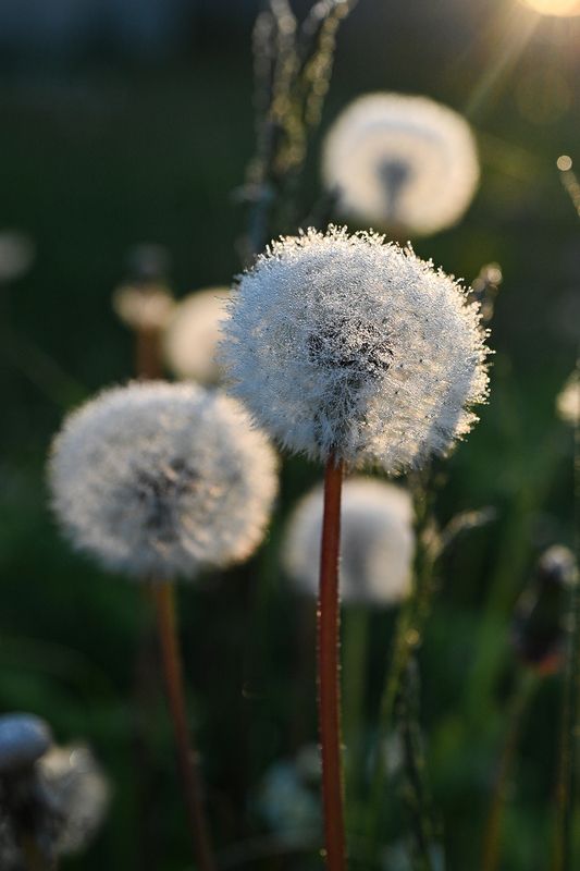 Меховые шапки фото превью