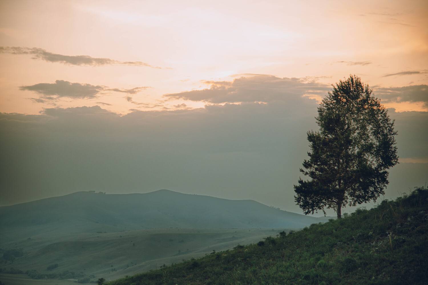 дерево, поля, горы, закат, одинокое дерево, Denis Koshkin