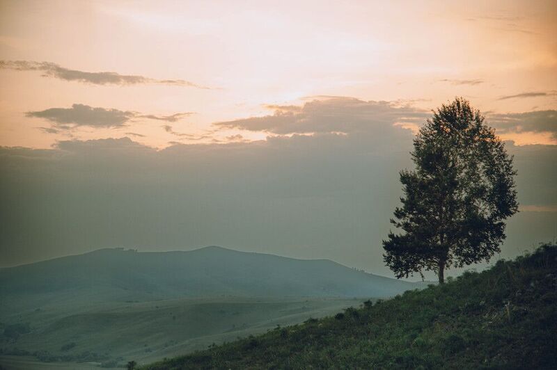 дерево, поля, горы, закат, одинокое дерево Горный Атай фото превью