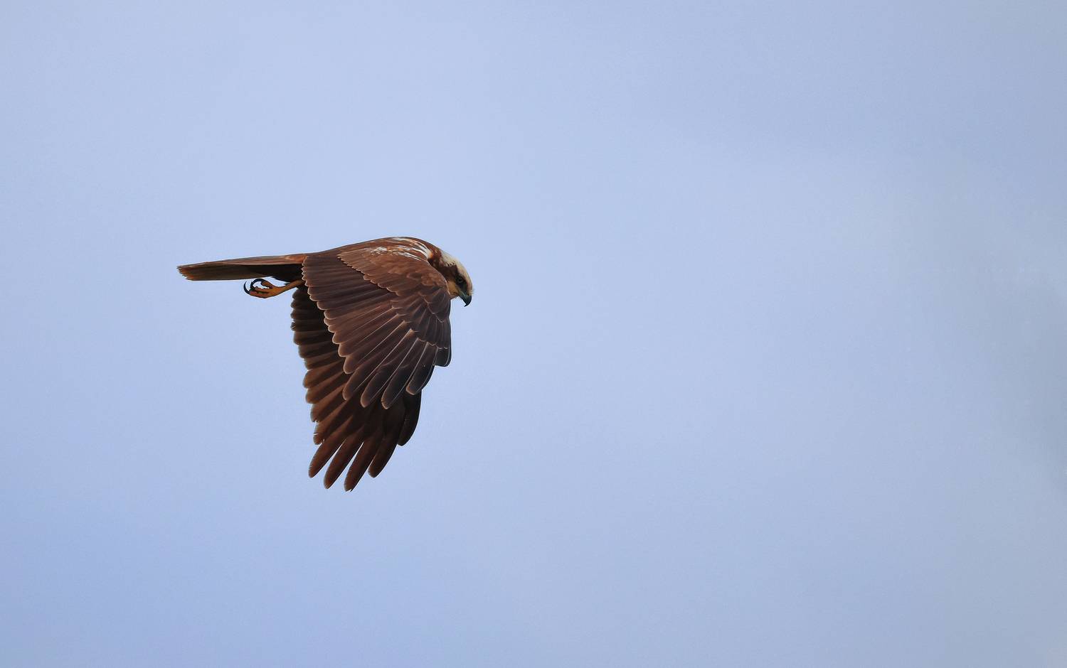 болотный лунь,ястреб,хищник,хищные птицы,, Magov Marat