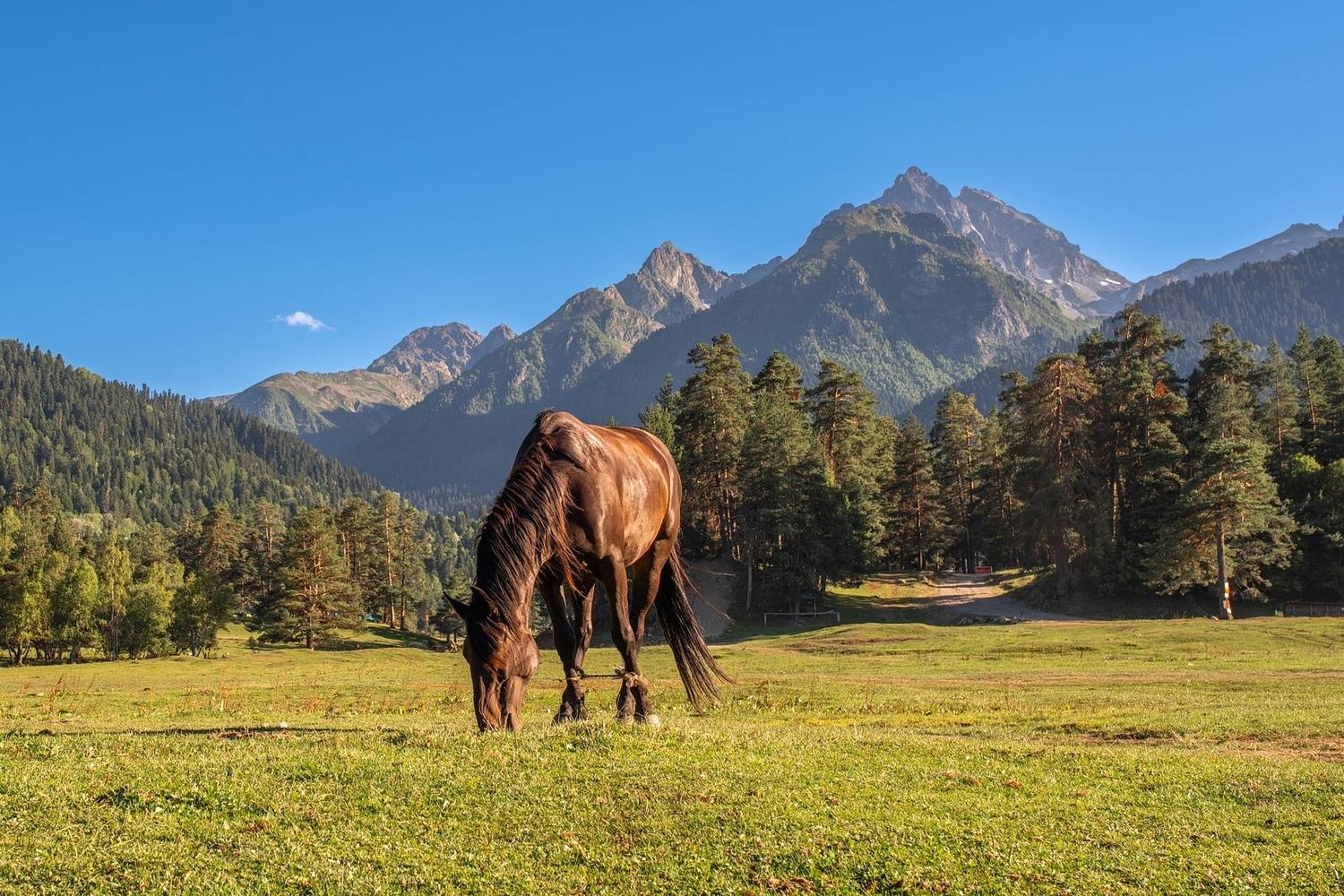 лошадь, конь, поляна, горы, лес, трава, архыз, карачаево-черкесия, Арсен Алабердов