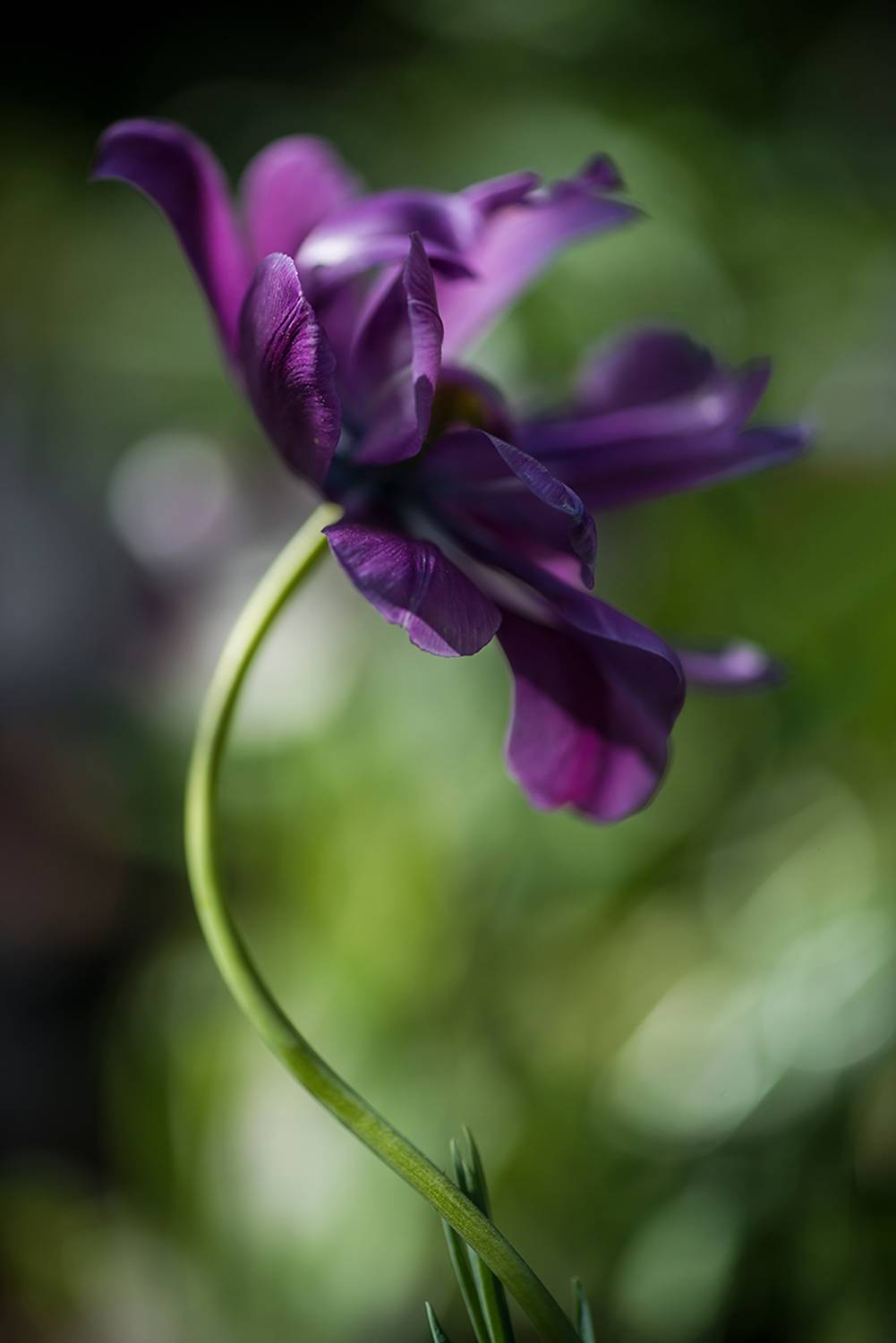 , Наиля Гарифуллина