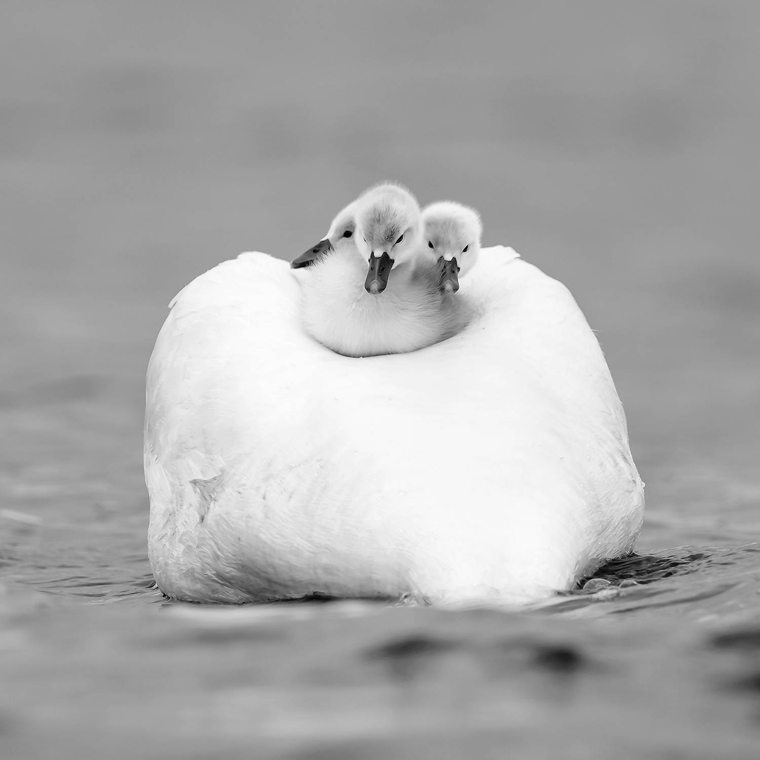 , Абросимов Александр