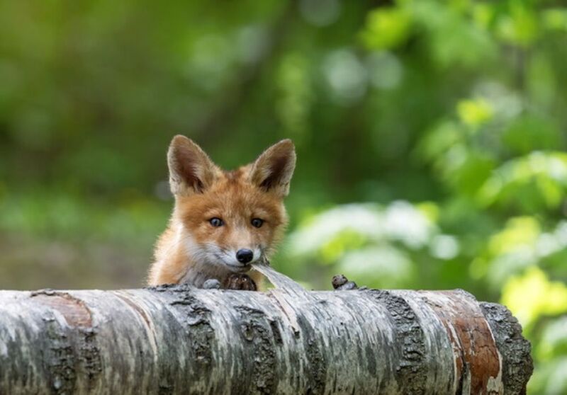 фото превью