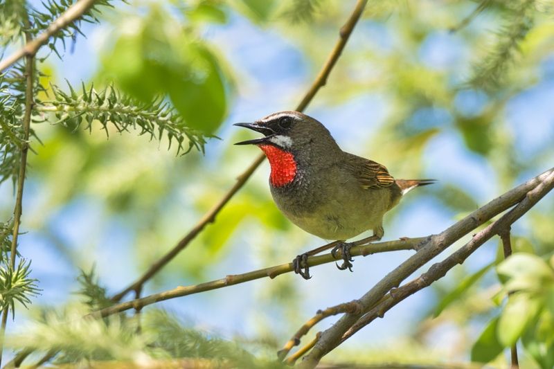 Красавчик фото превью
