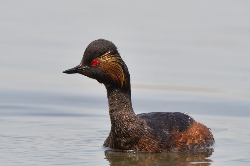 Скромное обаяние фото превью