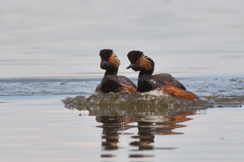 Скромное обаяние. Парные танцы фото превью