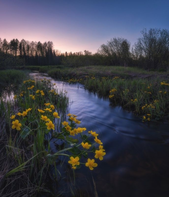 Калужница после заката фото превью