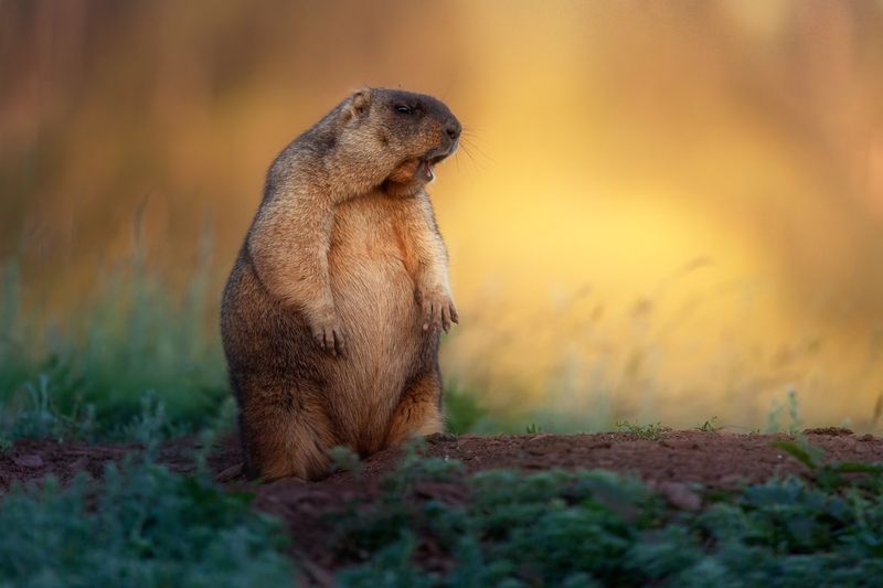 байбак, сурок Байбак фото превью