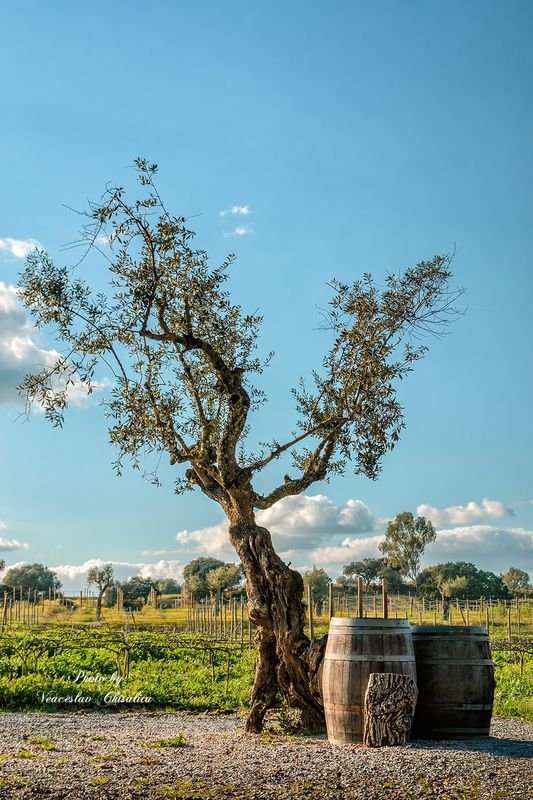 #природа #живописно #пейзаж #тишина #свежийвоздух #природнаямагия #nature #hikingadventures #naturevibes #earthmood #sereneviews #landscape_lovers #wanderlust #freshair #calmplace Вечер фото превью