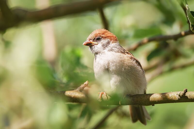 animal; wildlife; bird; nature; sparrow; wild; background; brown; songbird; beak Воробей на ветке фото превью