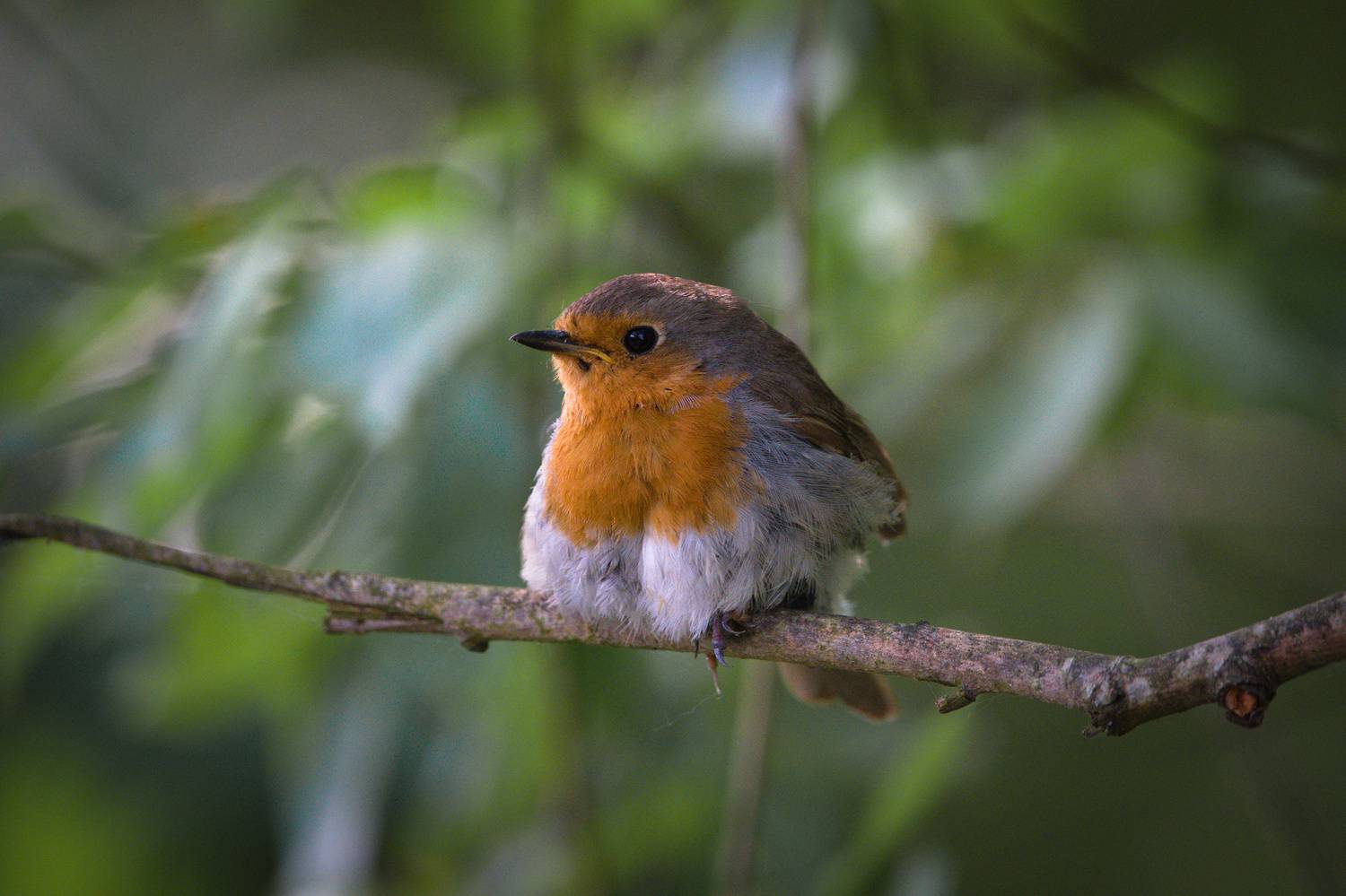 , Лажанский Руфат
