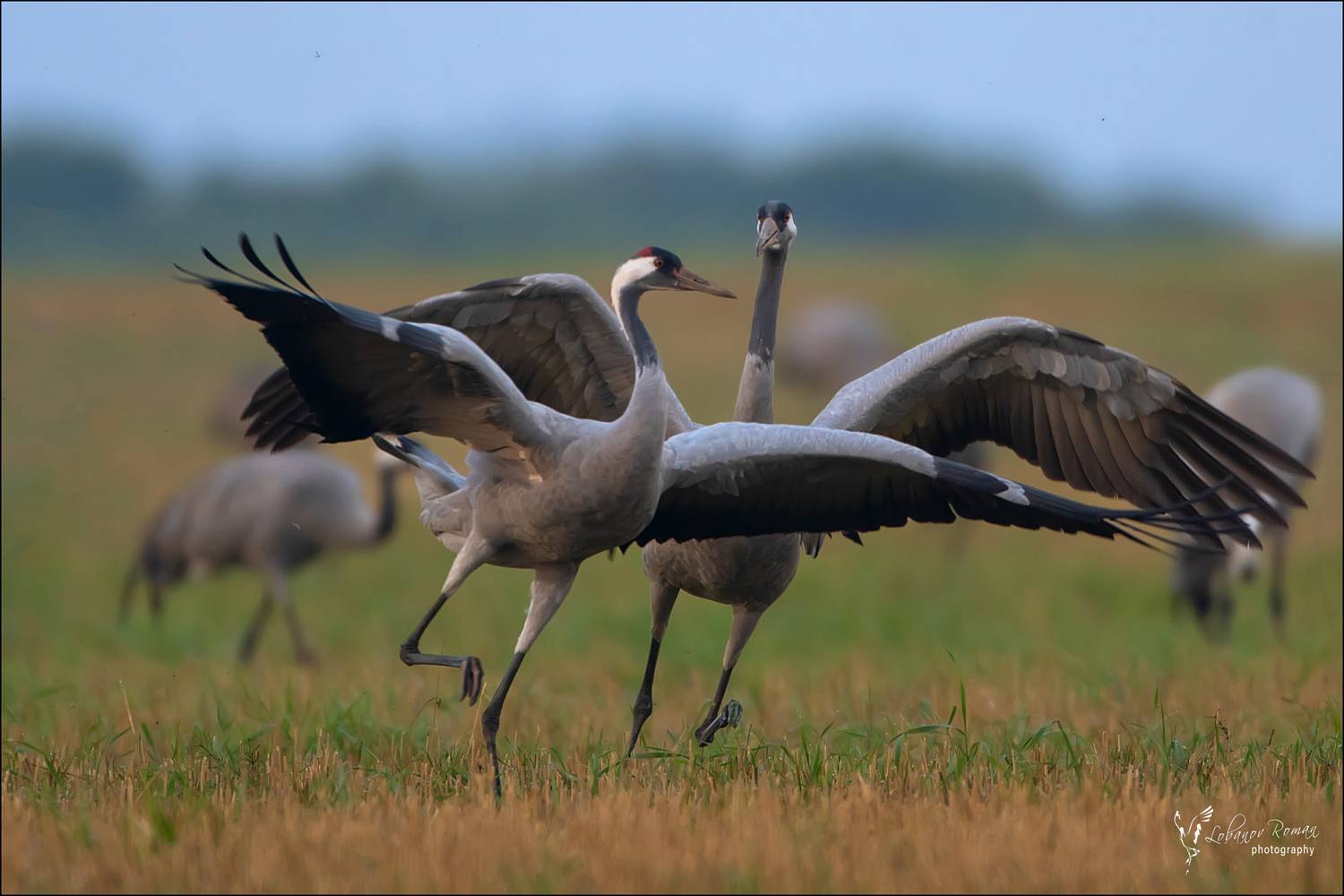 , Лобанов Роман