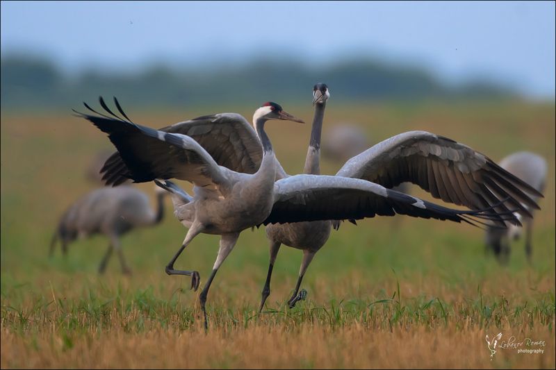 * * * фото превью