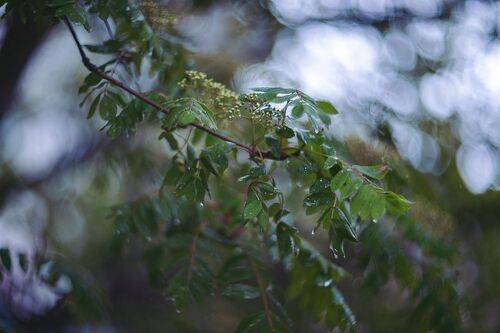 Холодный дождь