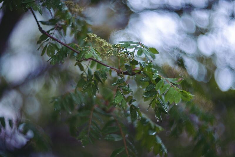 рябина, весна, дождь, капли Холодный дождь фото превью