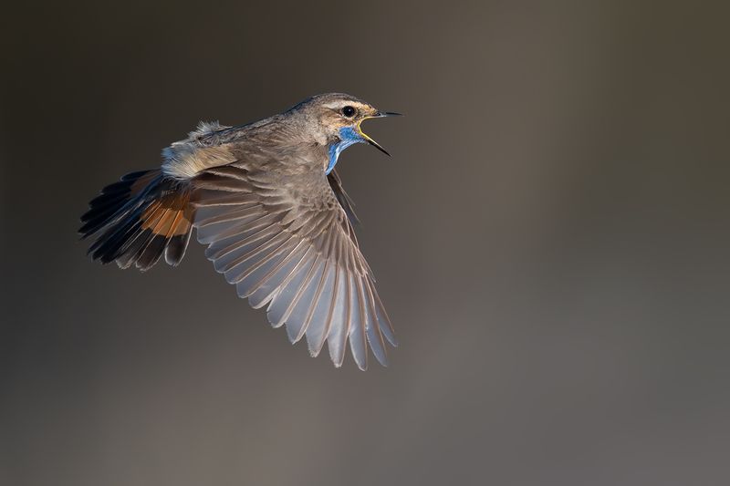 Варакушка. фото превью