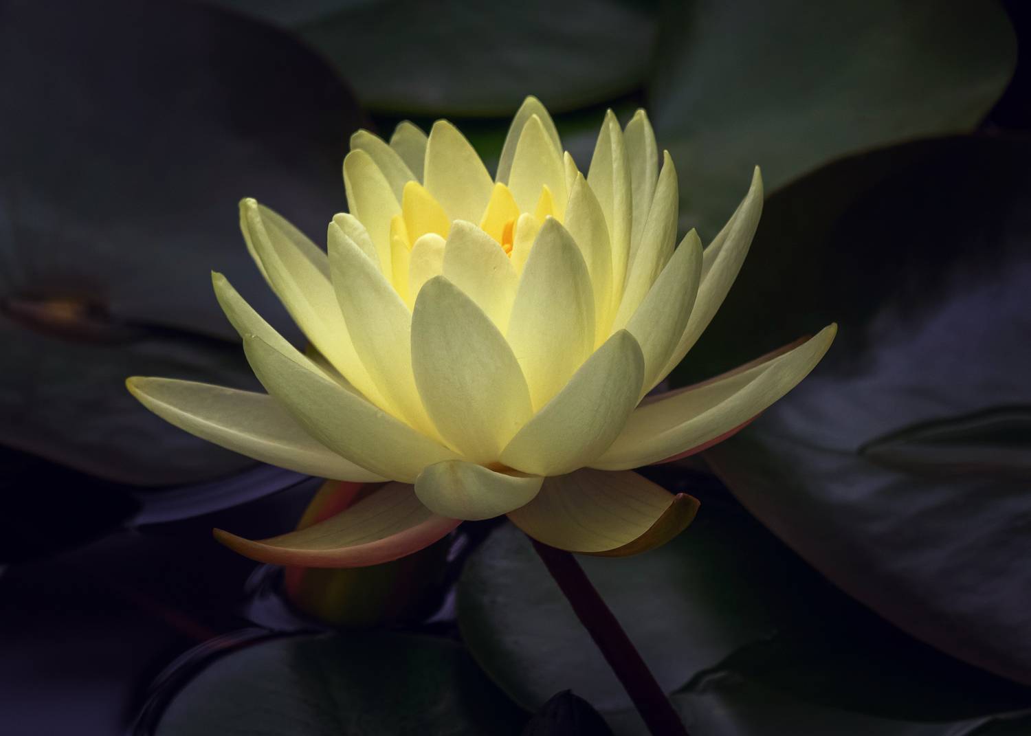 , Алексеев Сергей