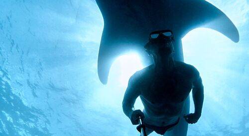 Селфи с китовой акулой